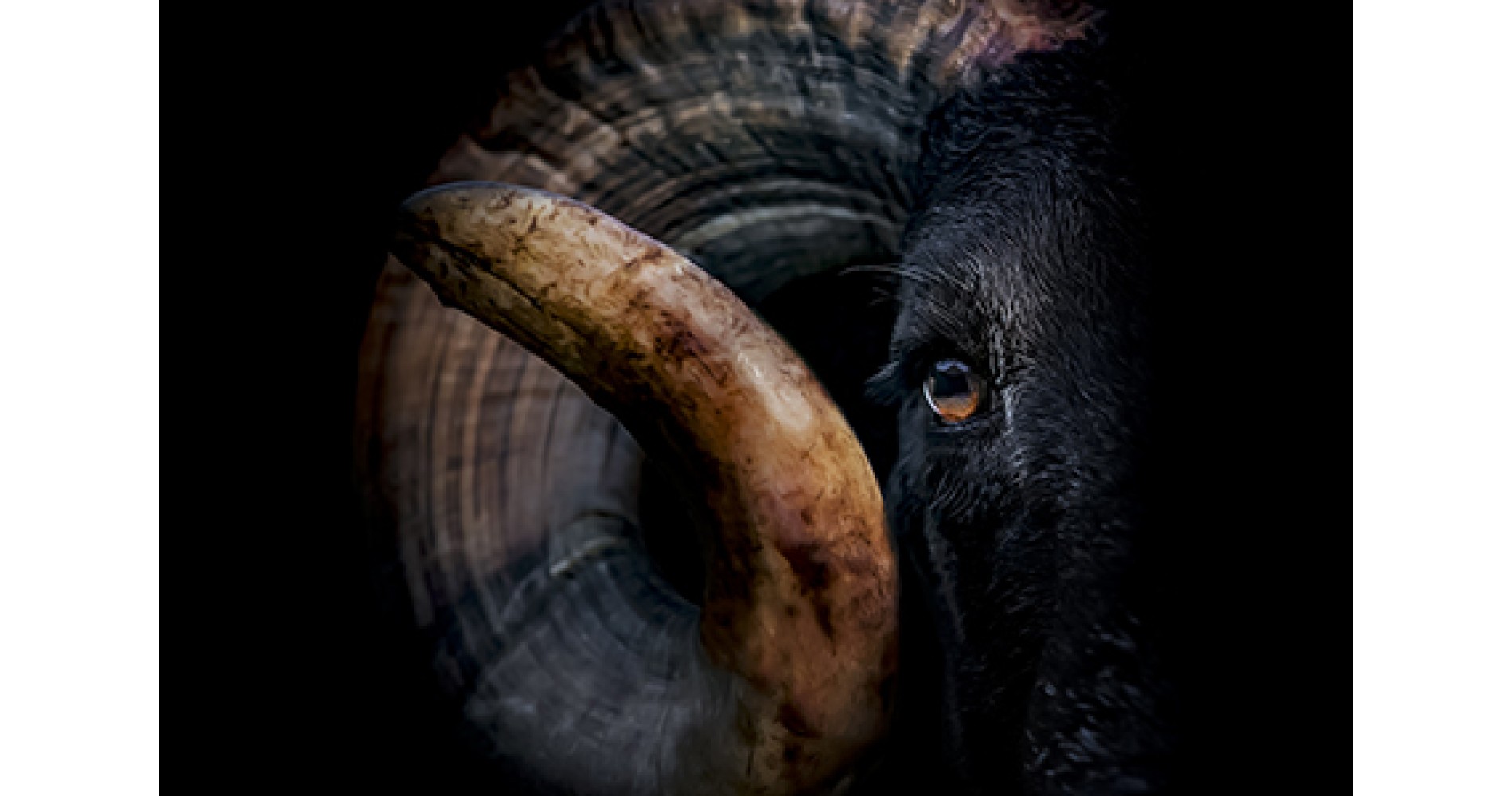 Printing >Matt White 